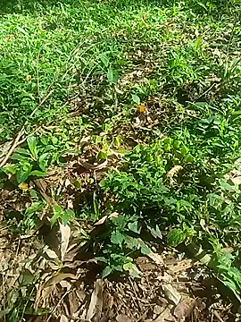 Snapshot of OFICINA_Simas-Turbo chatting on October 8, 2025, 6:41 pm OFICINA Simas-Turbo online show from October 8, 2025, 6:41 pm