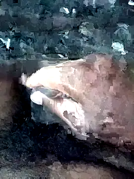 slchiku online show from October 18, 2025, 2:35 am