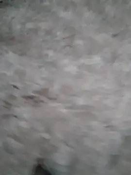 Mafiya1604 online show from September 17, 2025, 1:24 pm