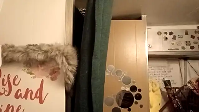 Snapshot of whitetrashdirtyslut chatting on February 25, 2026, 12:16 pm whitetrashdirtyslut online show from February 25, 2026, 12:16 pm