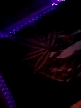 Snapshot of ySqmbVanbe chatting on November 10, 2025, 3:44 am ySqmbVanbe online show from November 10, 2025, 3:44 am