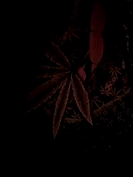 Snapshot of ySqmbVanbe chatting on February 17, 2026, 4:43 am ySqmbVanbe online show from February 17, 2026, 4:43 am