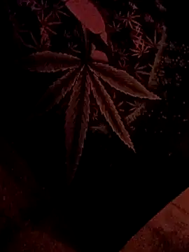 Snapshot of ySqmbVanbe chatting on February 5, 2026, 7:04 am ySqmbVanbe online show from February 5, 2026, 7:04 am