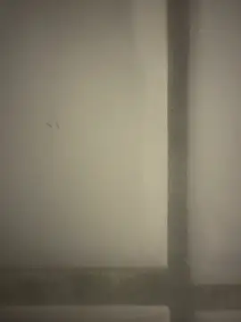 orient zob online show from February 19, 2026, 12:40 am