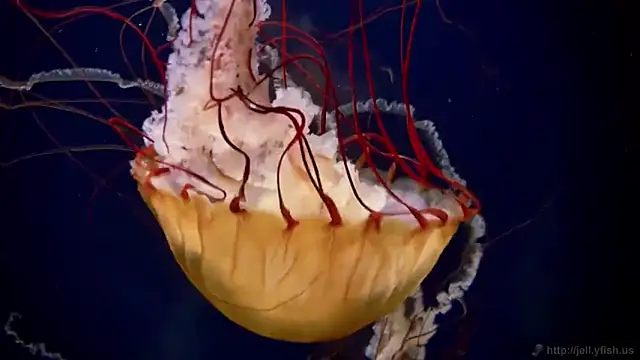 streamy test11 online show from November 7, 2025, 12:21 pm