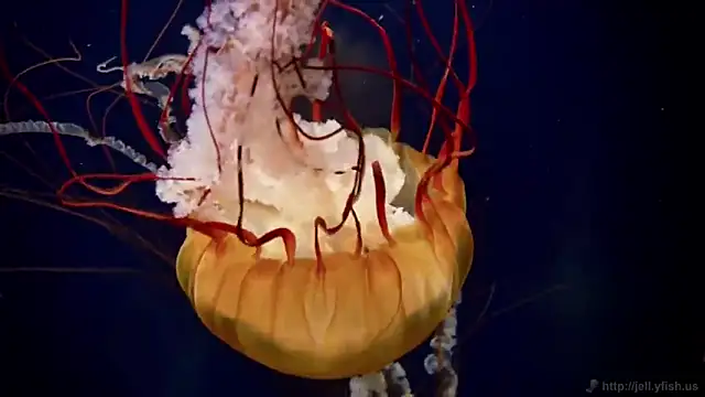 streamy test11 online show from October 16, 2025, 2:14 pm