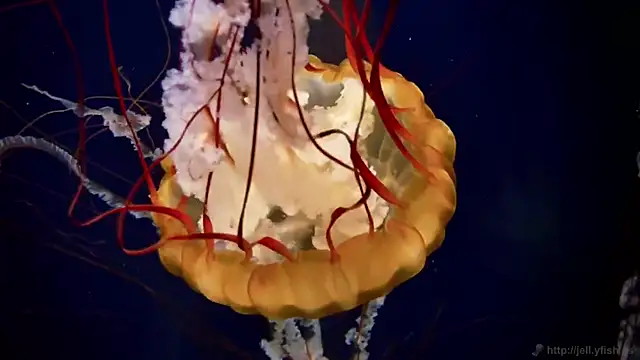 streamy test11 online show from October 22, 2025, 8:25 am