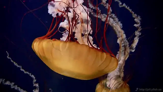 streamy test12 online show from December 19, 2025, 1:24 pm