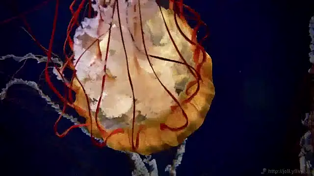 streamy test12 online show from December 11, 2024, 8:15 am