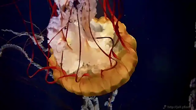 streamy test12 online show from February 20, 2025, 8:17 am