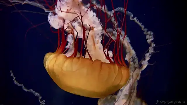 streamy test12 online show from October 2, 2025, 9:56 am