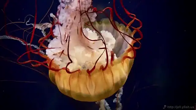 streamy test12 online show from February 27, 2025, 8:13 am