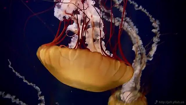 streamy test12 online show from February 25, 2025, 8:14 am