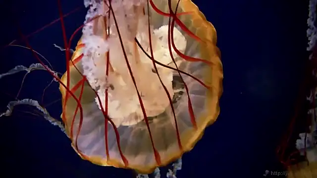 streamy test12 online show from September 19, 2025, 10:19 am