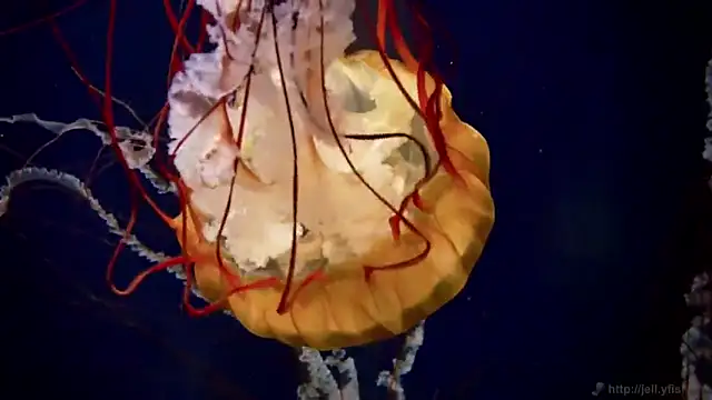 streamy test12 online show from October 31, 2025, 8:44 am