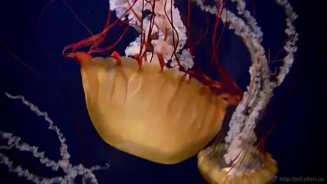 streamy test12 online show from March 11, 2026, 11:48 am