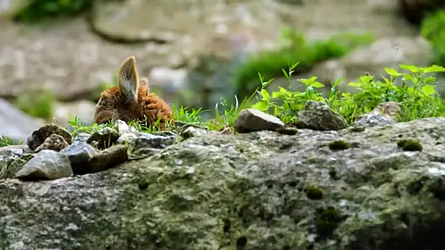 streamy test12 online show from January 15, 2025, 8:20 am