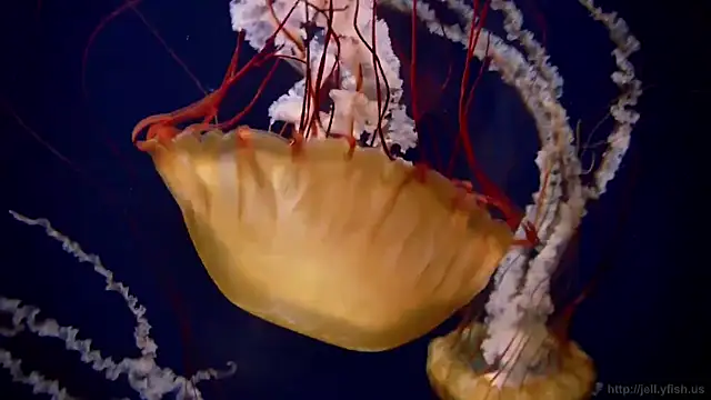 streamy test12 online show from October 21, 2025, 8:25 am