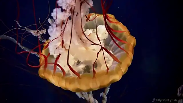 streamy test12 online show from March 14, 2025, 8:10 am