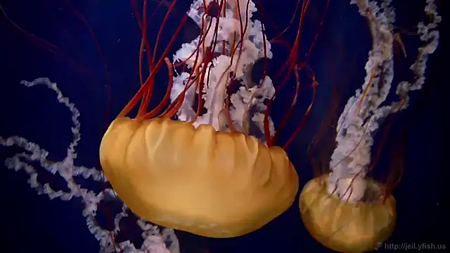 streamy test12 online show from September 12, 2025, 12:49 pm