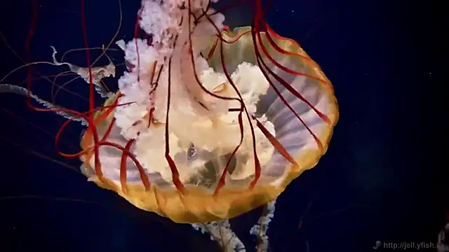 streamy test12 online show from December 4, 2025, 1:54 pm