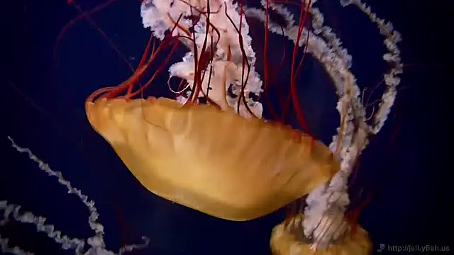 streamy test12 online show from December 6, 2024, 8:10 am