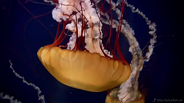 Snapshot of streamy_test13 chatting on October 20, 2025, 1:55 pm streamy test13 online show from October 20, 2025, 1:55 pm