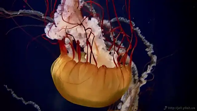 Snapshot of streamy_test13 chatting on February 24, 2025, 8:17 am streamy test13 online show from February 24, 2025, 8:17 am