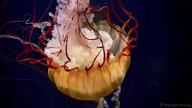 Snapshot of streamy_test13 chatting on December 17, 2024, 8:12 am streamy test13 online show from December 17, 2024, 8:12 am