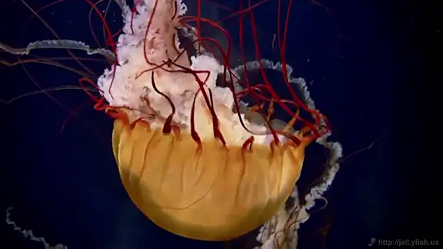 streamy test15 online show from March 26, 2026, 11:19 am