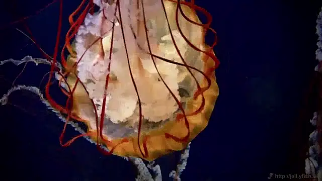 streamy test15 online show from April 7, 2026, 9:33 am