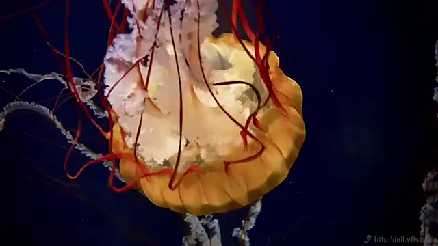 streamy test15 online show from March 11, 2026, 12:32 pm