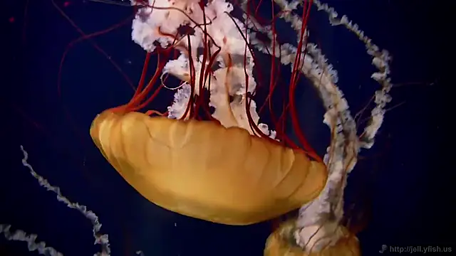 streamy test15 online show from March 9, 2026, 9:02 am