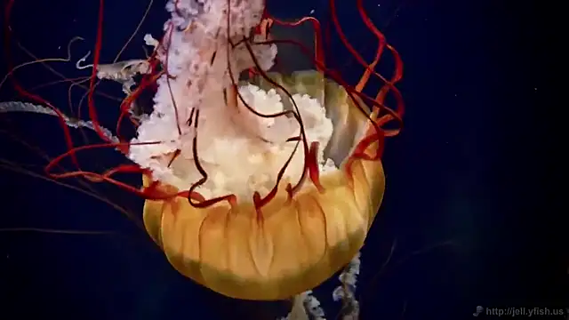 streamy test15 online show from March 16, 2026, 10:19 am