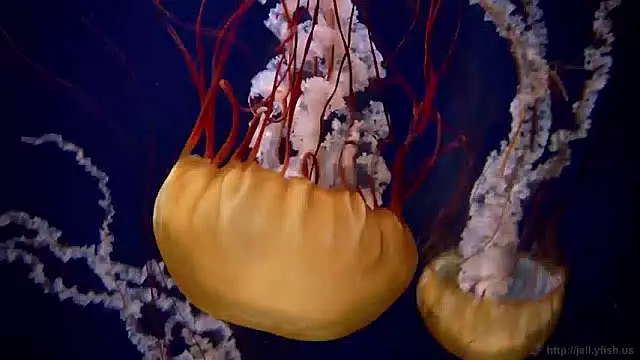 streamy test15 online show from April 6, 2026, 11:11 am