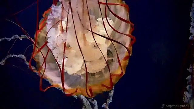 streamy test15 online show from April 16, 2026, 2:40 pm