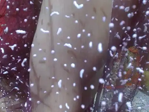 LOVERIAKOL online show from February 15, 2025, 8:12 pm