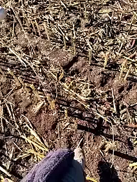 Snapshot of murokkk31 chatting on December 18, 2025, 9:36 am murokkk31 online show from December 18, 2025, 9:36 am