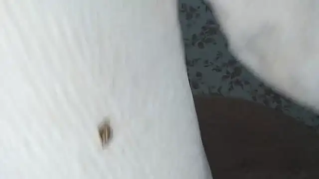 mei hosina online show from February 18, 2026, 3:52 pm