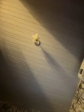 Snapshot of Avint-Perfeita chatting on November 20, 2025, 10:31 pm Avint-Perfeita online show from November 20, 2025, 10:31 pm