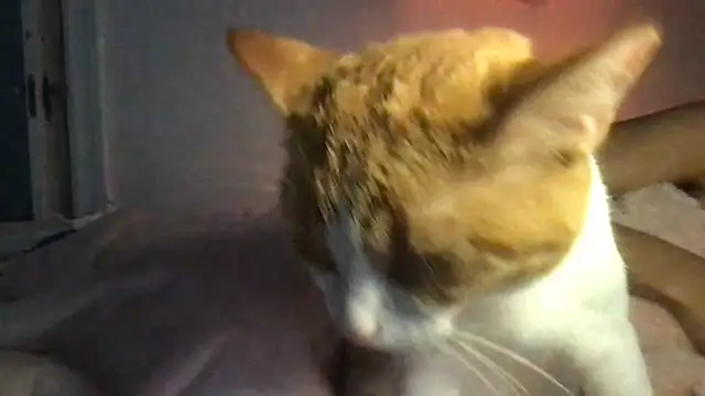 loveofbea online show from April 2, 2026, 12:45 pm