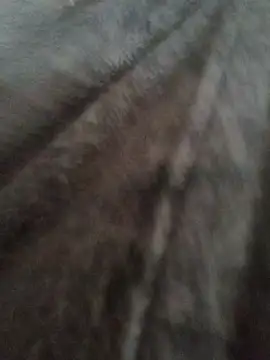 Snapshot of cazaperdidas chatting on January 13, 2026, 1:04 pm cazaperdidas online show from January 13, 2026, 1:04 pm