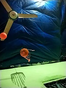 Shapla 1 online show from January 10, 2026, 2:34 pm