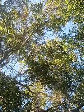 Buffshagswell online show from November 18, 2025, 7:17 pm