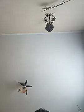 vulpe8400 online show from April 6, 2026, 8:04 am