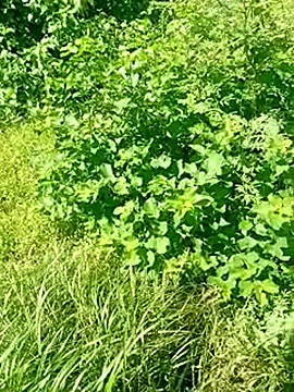 Snapshot of Khaleyssi chatting on March 2, 2026, 7:32 pm Khaleyssi online show from March 2, 2026, 7:32 pm