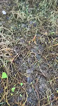 Snapshot of tamil000000 chatting on March 16, 2025, 1:38 am tamil000000 online show from March 16, 2025, 1:38 am