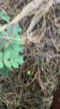 Snapshot of tamil000000 chatting on March 18, 2025, 1:13 am tamil000000 online show from March 18, 2025, 1:13 am