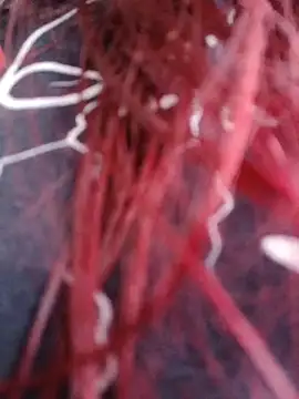 Snapshot of Gelena_Black chatting on October 11, 2025, 12:06 pm Gelena Black online show from October 11, 2025, 12:06 pm