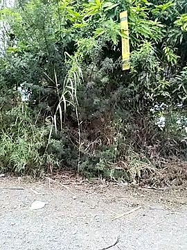 Snapshot of Danna-linyi chatting on March 29, 2026, 2:08 pm Danna-linyi online show from March 29, 2026, 2:08 pm